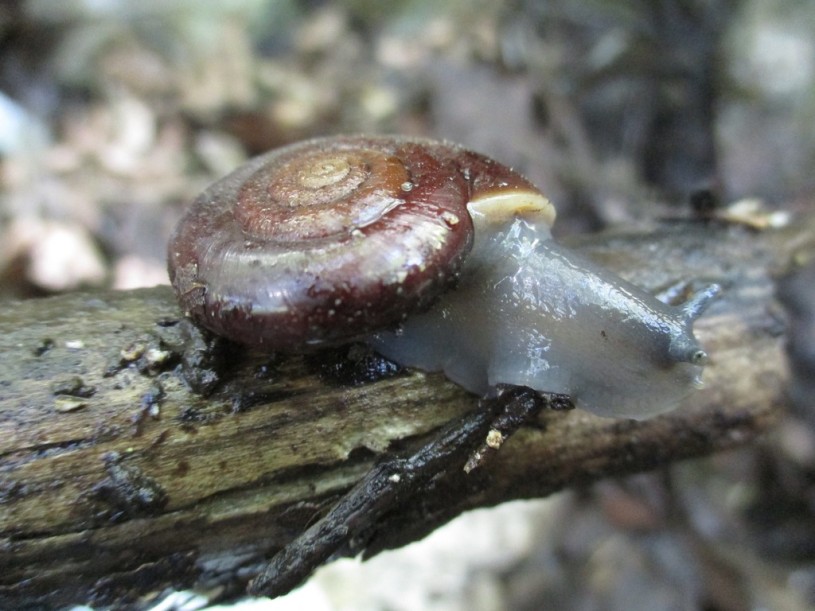 Chestnut snail 