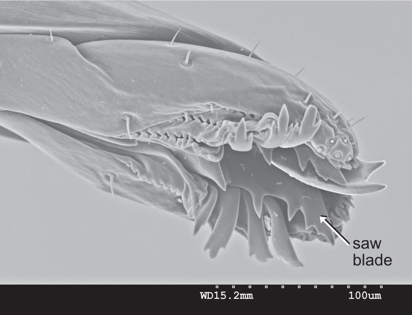 naturalist march dohrniphora head fly SEM scan