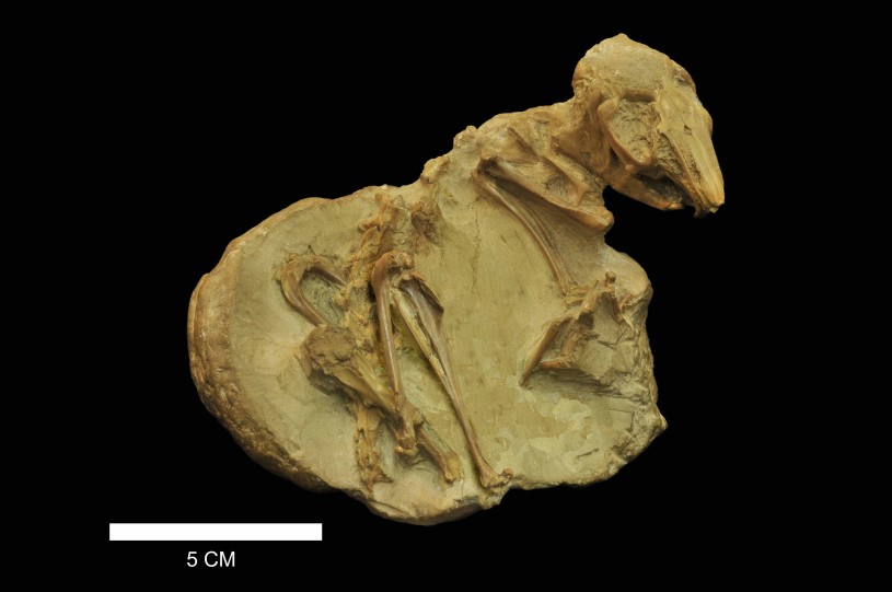 Year of the Rabbit | Natural History Museums of Los Angeles County