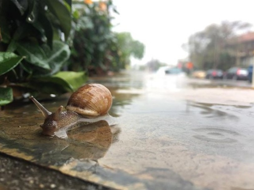 Best snail photo from SnailBlitz 2018 (tie) snail sliming across sidewalk