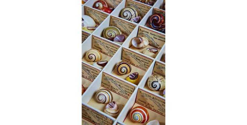 Shells of Cuban painted snails at the Natural History Museum of Los Angeles County