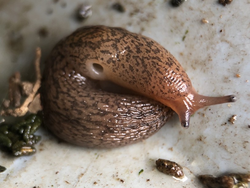 Beautifully shot slug curled up Grand Prize winning photo from SnailBlitz 2020