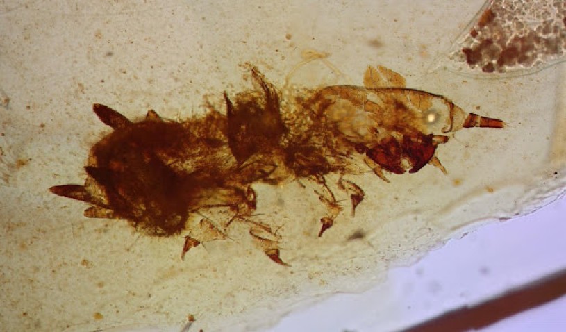Isolated molt of a feather-feeding larva found in the Spanish amber outcrop