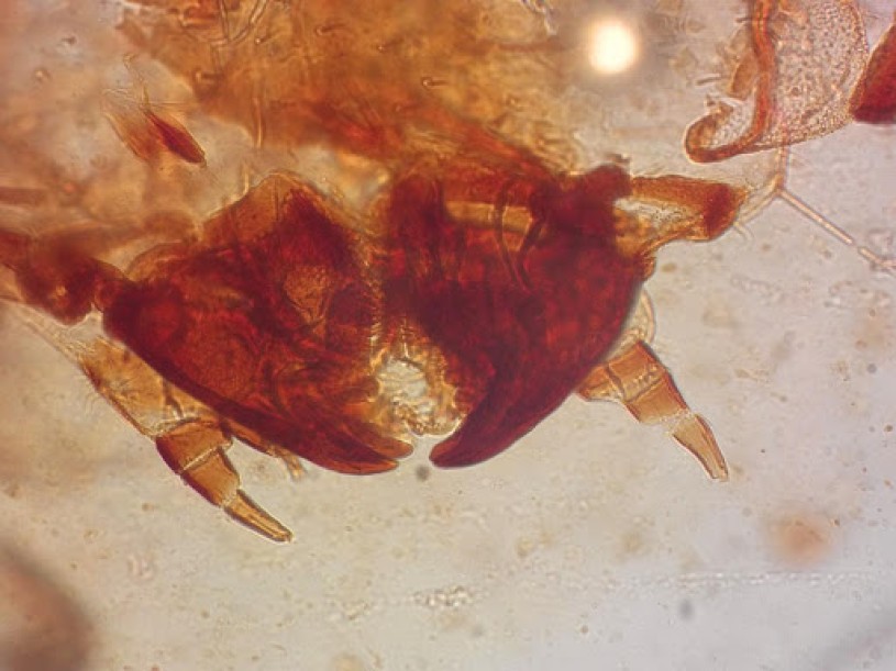 Powerful chewing jaws of a feather-feeding larva found in the Spanish amber outcrop of El Soplao; each jaw is 0.20 x 0.15 millimeters (image credit: CN IGME-CSIC). 