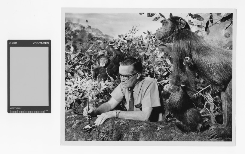 Paul Hill working on the Chimpanzee Group in the African Mammal hall at the Natural History Museum of Los Angeles County