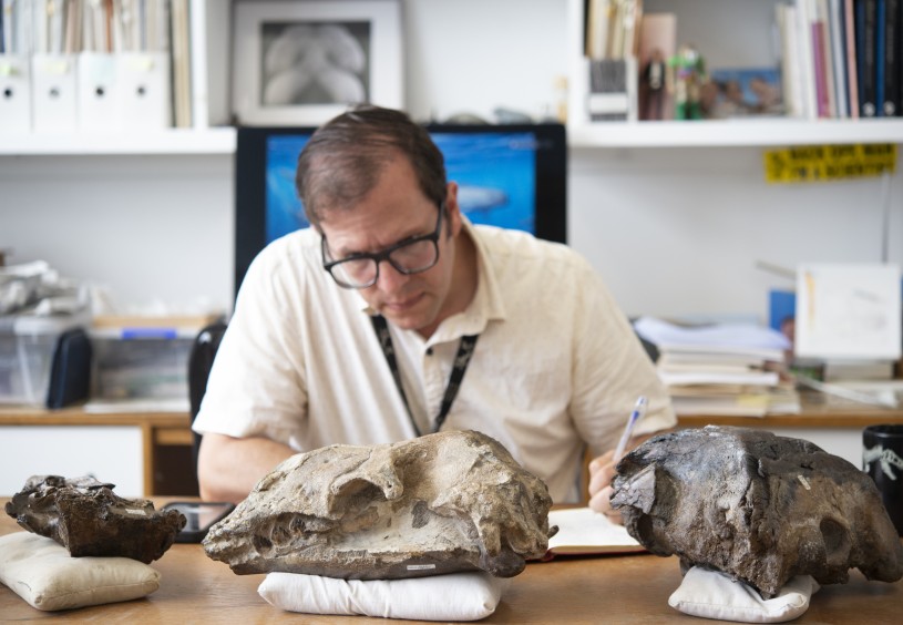 Jorge Velez-Juarbe examining three ancient whale skulls 
