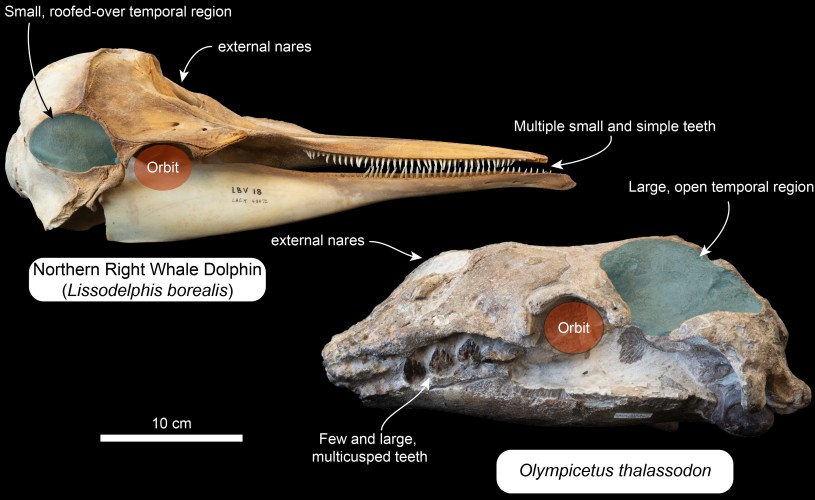 Diagram comparing the ancient Olympicetus &amp; a modern Dolphin&#039;s skull