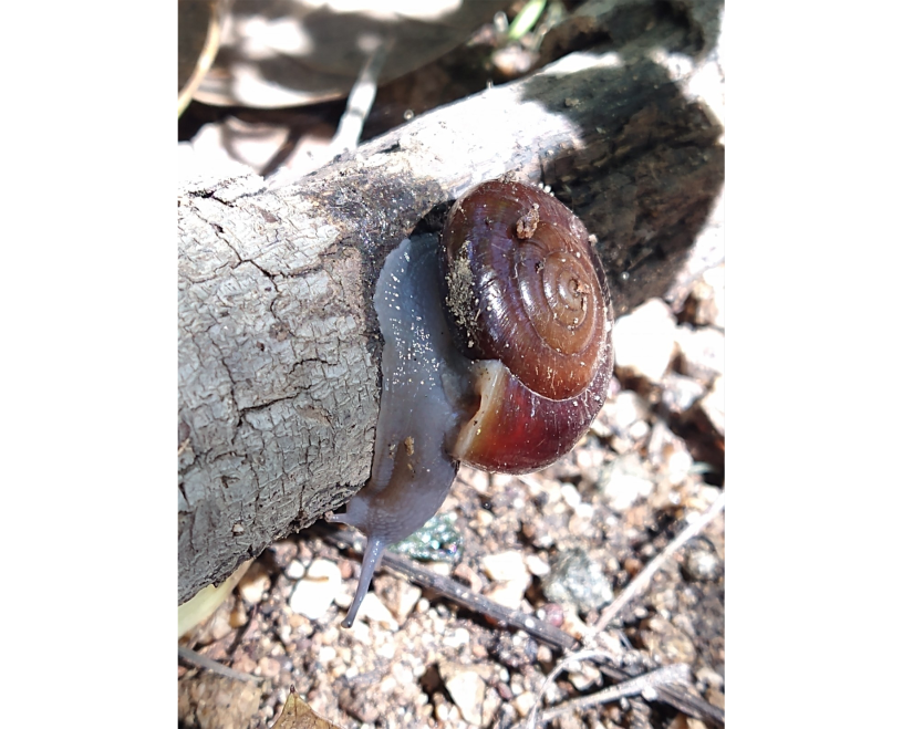San Gabriel Chestnut Snail