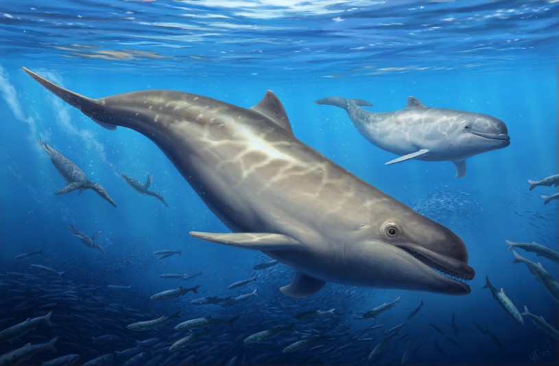 artist&#039;s reconstruction of the ancient toothed whale Olympicetus thalassodon 