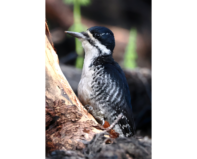 Black-backed woodpecker on the ground