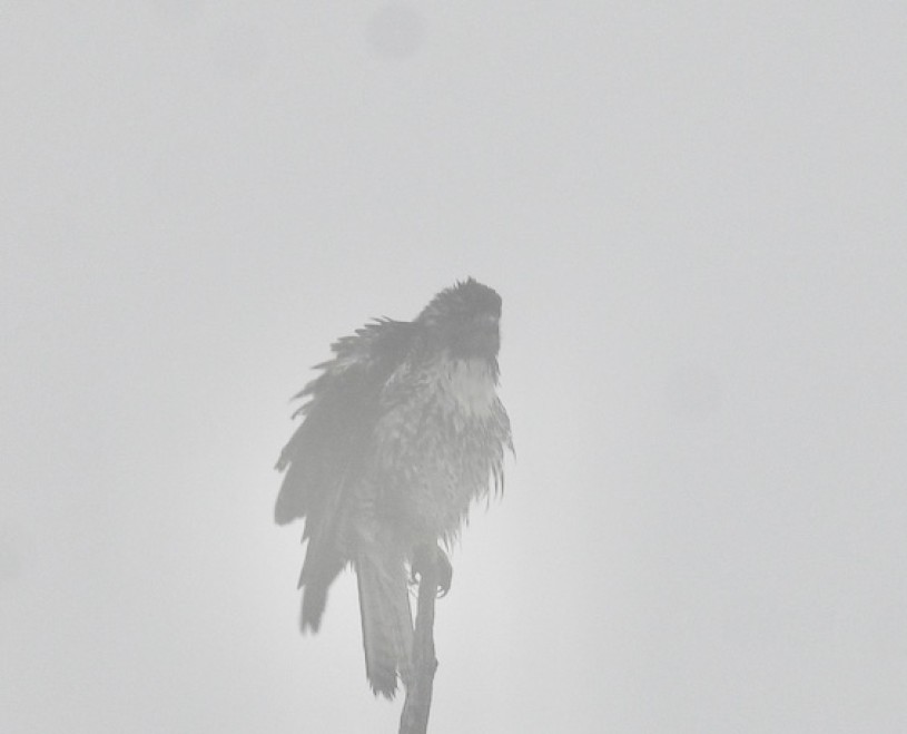 Red-tailed Hawk in Cedar Creek smoke - 2 cropped(