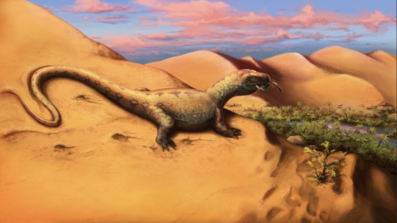 Desert sand dune landscape of the Upper Cretaceous Djadokhta/Baruungoyot Formations. Foreground: the large-bodied monstersaurian lizard Estesia mongoliensis predating on the enantiornithine bird Gobipteryx minuta. Background: a pair of ornithomimid dinosaurs search for a drink of water.
