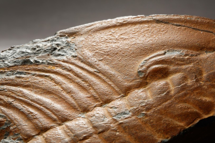 Trilobite Fossil from California