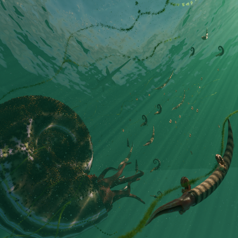Ammonites basking under the Late Cretaceous sun