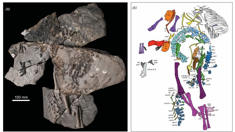 B. eremicarminis specimen a) overview of skeleton (photograph by Stephanie Abramowicz); b) color-coded interpretation of skeleton (drawing by Dr. Nicole Klein).