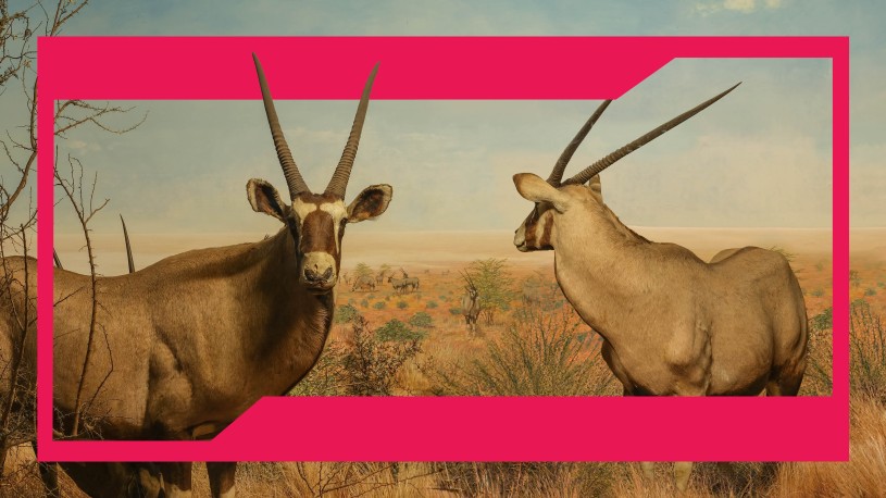 Pink frame around two Gemsbucks with antlers against a sandy desert background