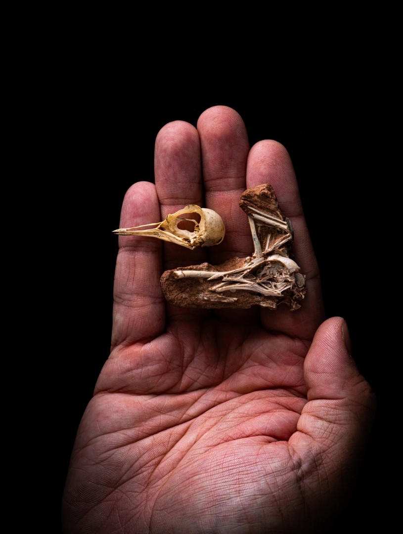  The new 80-million-year-old skull of Navaornis hestiae compared to that of a modern bird.