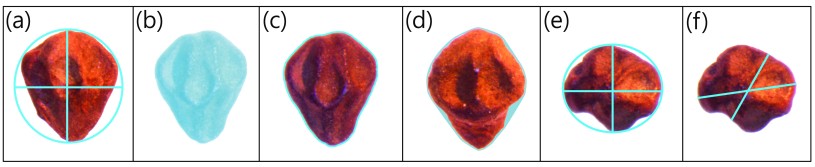 Illustration of morphological measurements used to analyze juniper seeds