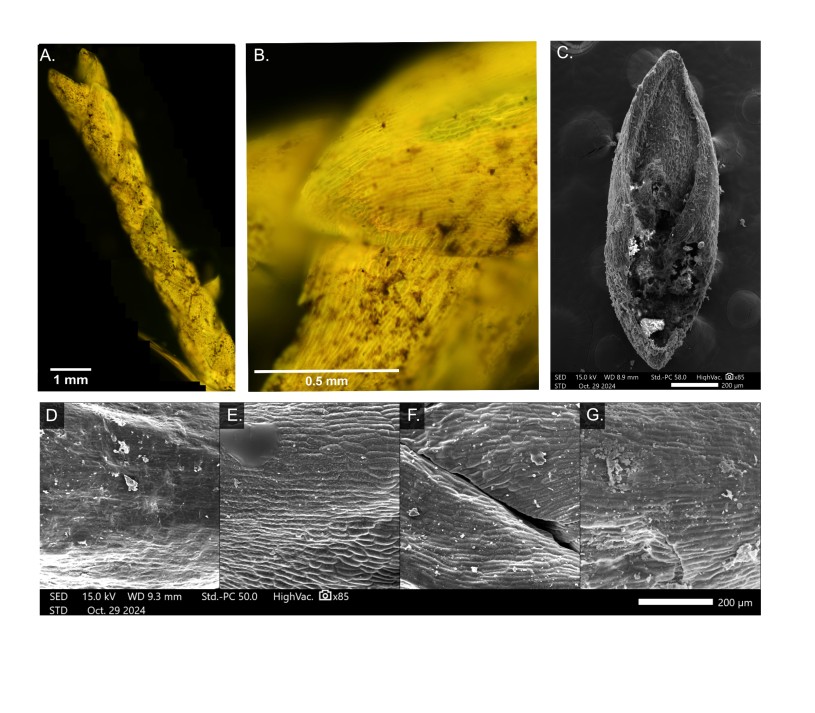 Fluorescent and scanning electron microscopy (SEM) of fossil and modern juniper leaves