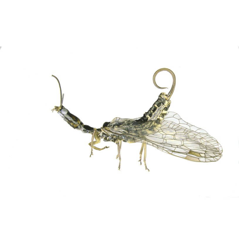 Snakefly