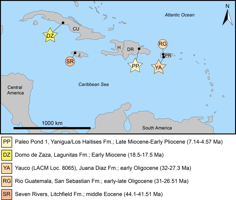Map of the Caribbean region marked with stars or circles to detail where various sebecid fossils were found