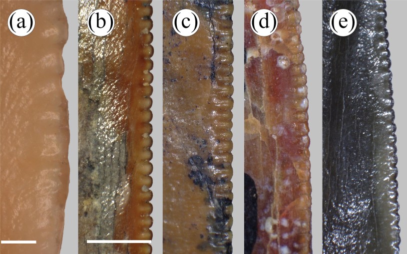 Close up of serration on five different fossil teeth that look like weathered saw blades; each tooth has a lower case ltter in the top left hand corner (a through e)