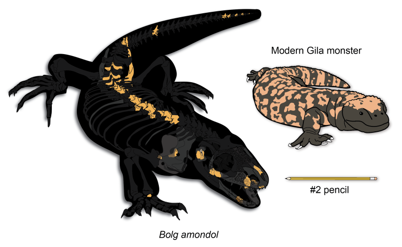 A figure comparing the size of an extinct lizard with its closest living relative a Gila Monster and pencil; the extinct lizard is depicted as a dark gray see-through figure with orange fragments representing the recovered bones that let scientists identify it and estimate its size