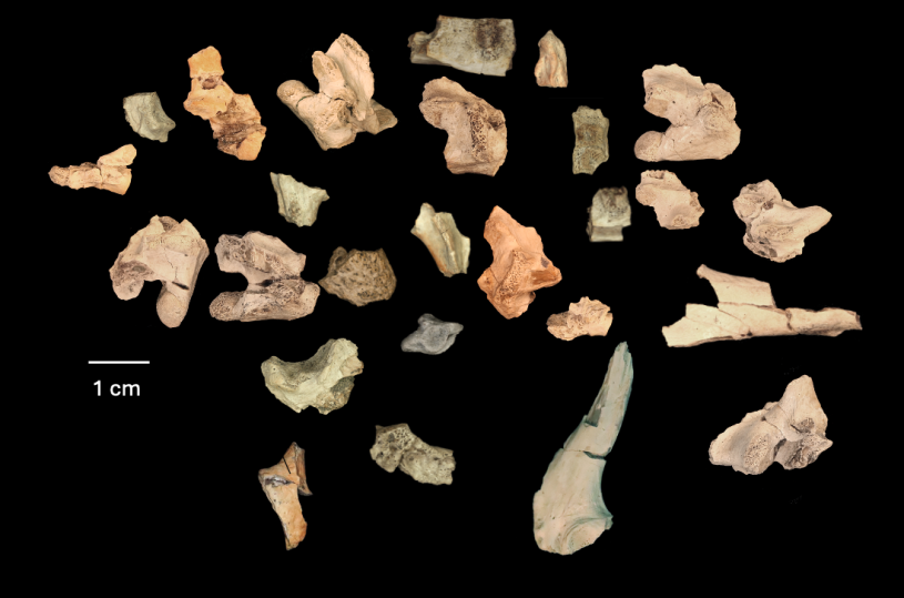 A picture of fossil bone pieces on a black background