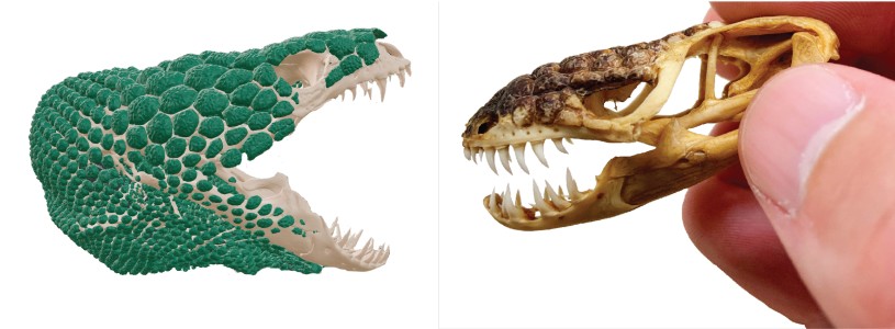 Scan of a lizard skull on the left alongside thumb holding a lizard skull on the right
