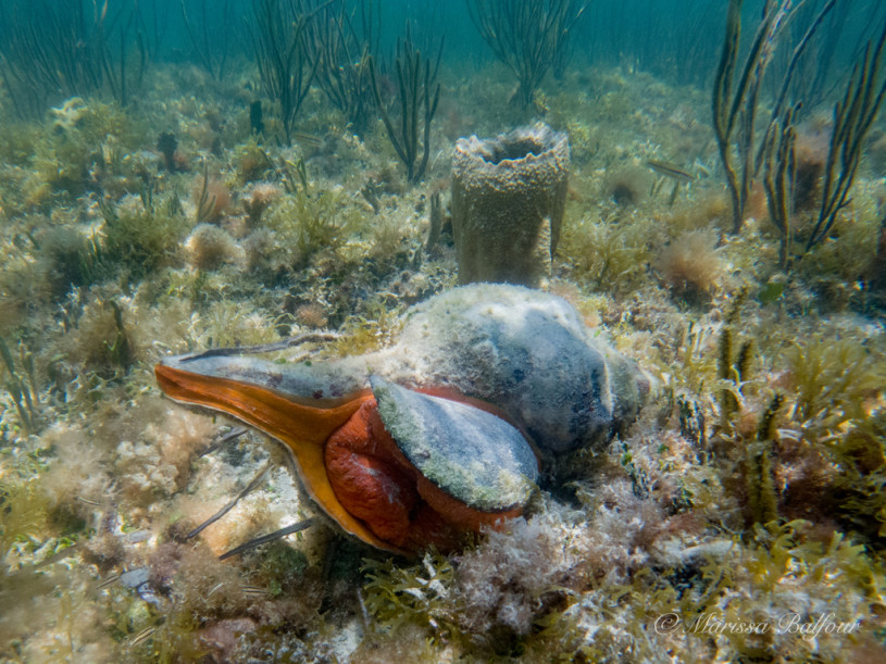A Florida Horse Conch on the sea floor off the coast of Key West.