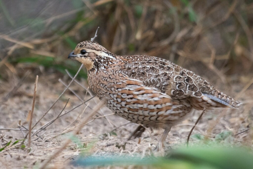 Bobwhite, a brown quail-like bird with small black and white accents, on the ground