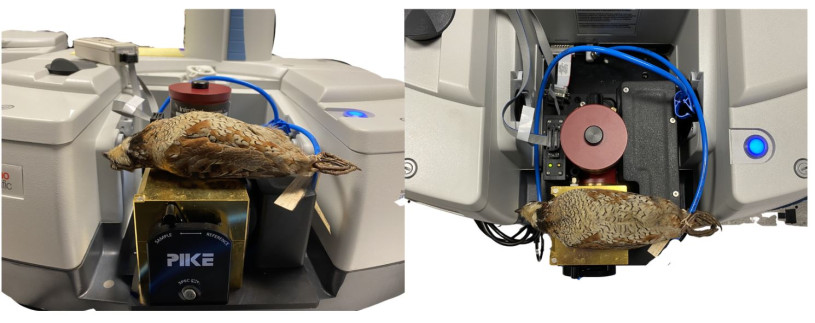 A bobwhite bird specimen skin in an advanced machine.