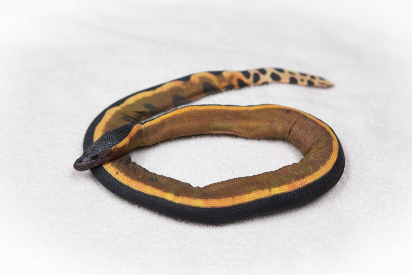 A yellow and black snake with spotted tail 