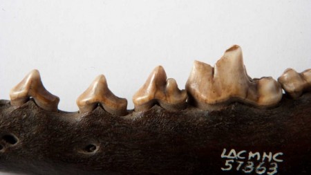 a closeup photo of a coyote jaw and teeth