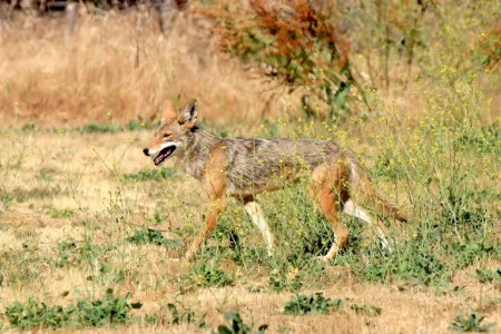 a photo of a coyote roaming in the Los Angeles