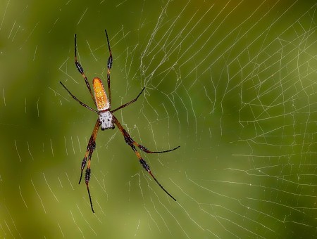 Golden Silk Spider in its web against a green background of foliage 