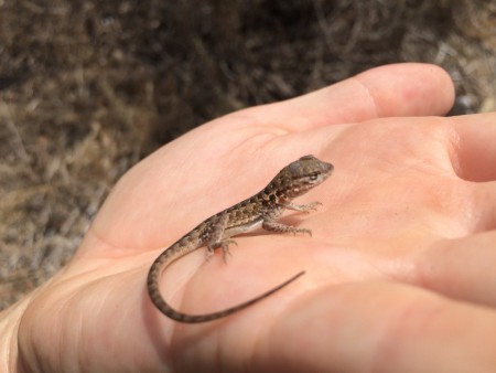 lizard in palm of hand