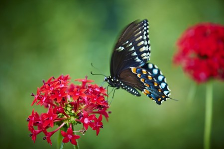 black butterfly on red flower