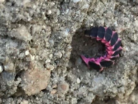 Pink glowworm found by Charlotte