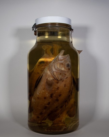 giant sea bass fish endangered