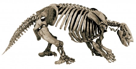 Articulated skeleton of a Harlan&#039;s Ground Sloth
