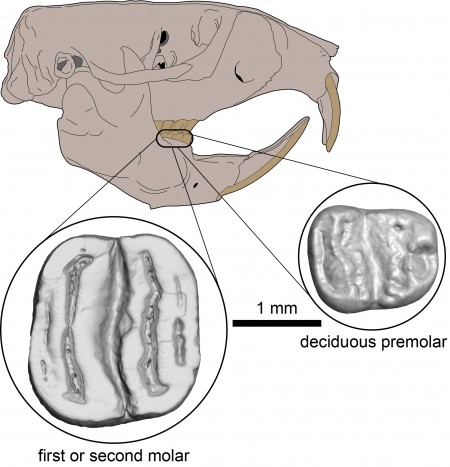 3D renderings of Caribeomys merzeraudi molars