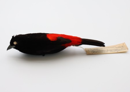 Flame-rumped tanager skin from NHM's collections