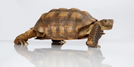 Side view of tan and brown turtle against a white background