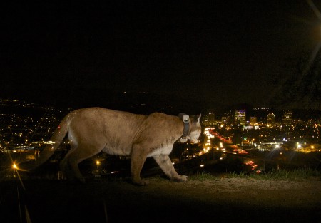 P-22 looking over Los Angeles at night